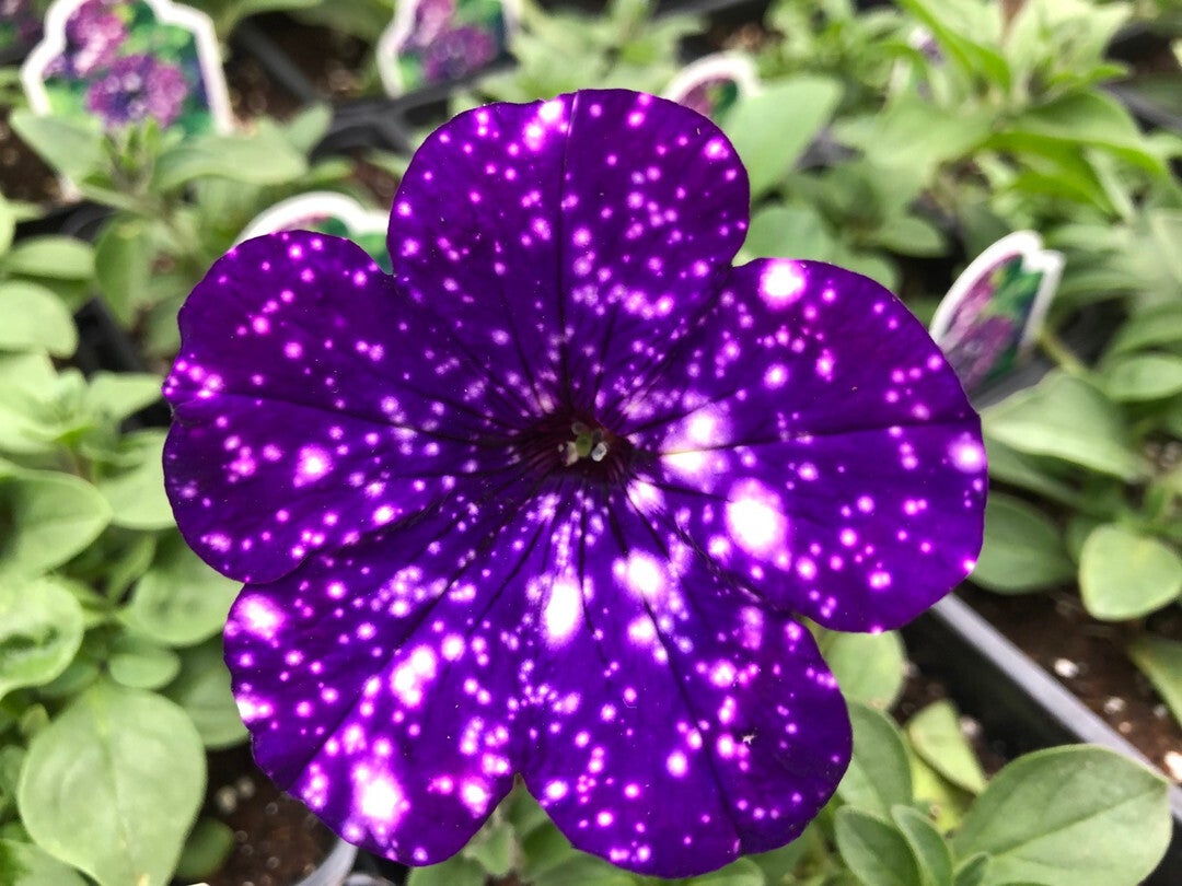 Petunia Headliner Night Sky Debs Greenhouse Garden Centre petunia-headliner-night-sky-debs-greenhouse-garden-centre
