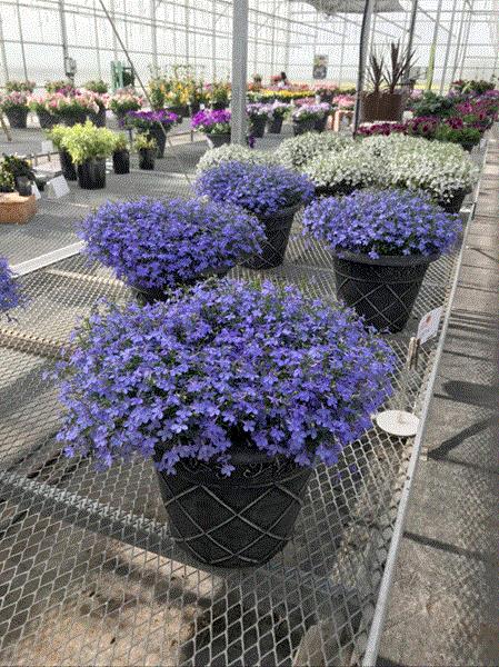 Lobelia Magadi Electric Blue 2.5” pot - $4.00 | Debs Greenhouse Garden Centre