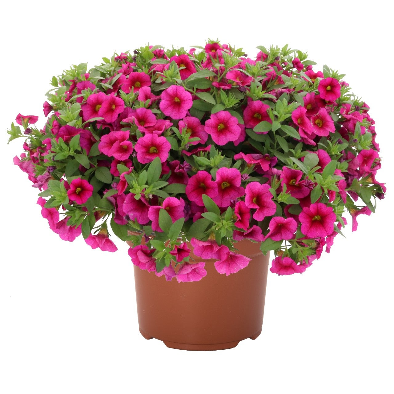 Calibrachoa Hula Hot Pink