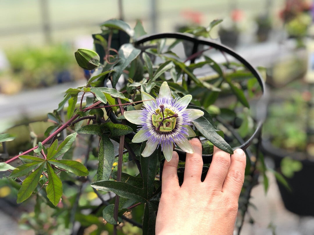 Passionflower Vine Full Sun Or Part Sun Debs Greenhouse Garden Centre passionflower-vine-full-sun-or-part-sun-debs-greenhouse-garden-centre