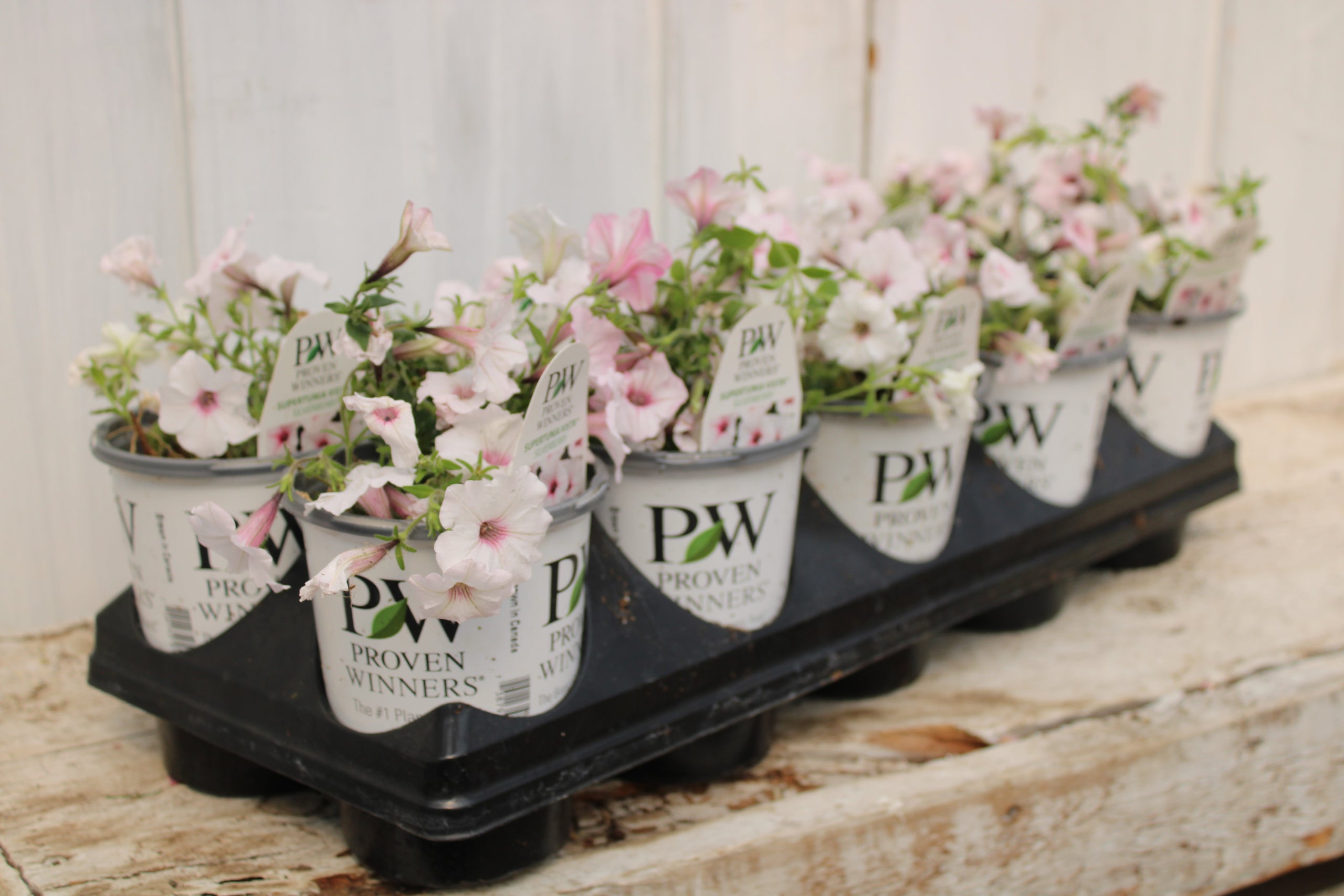 petunia supertunia vista silverberry