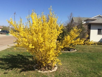 Northern Gold Forsythia Shrub | Debs Greenhouse Garden Centre