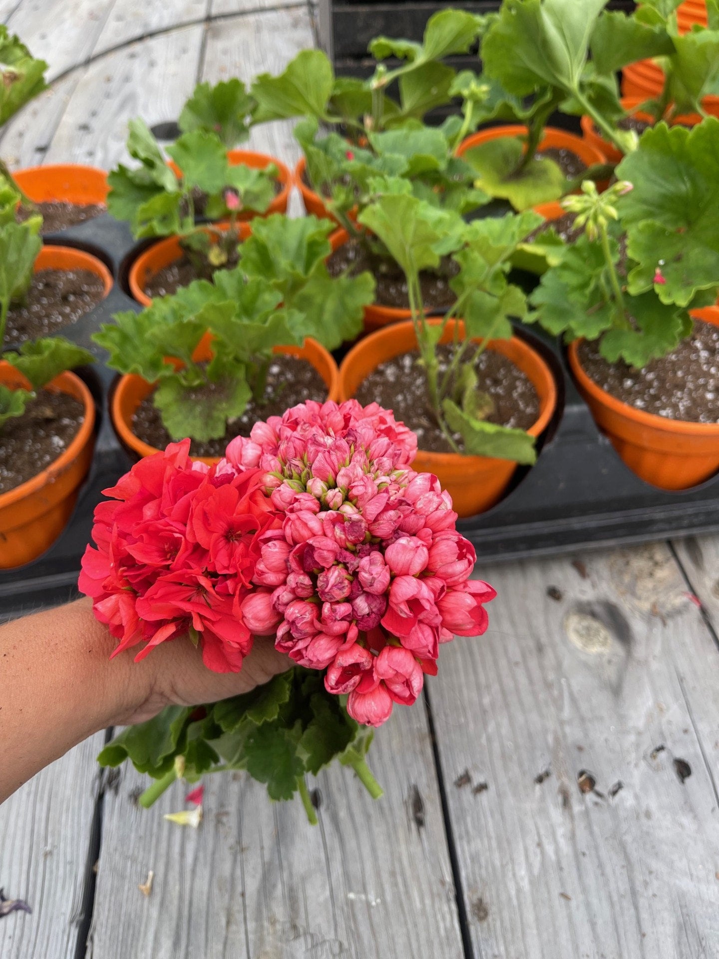 Geranium Tulip Popcorn Coral | Debs Greenhouse Garden Centre