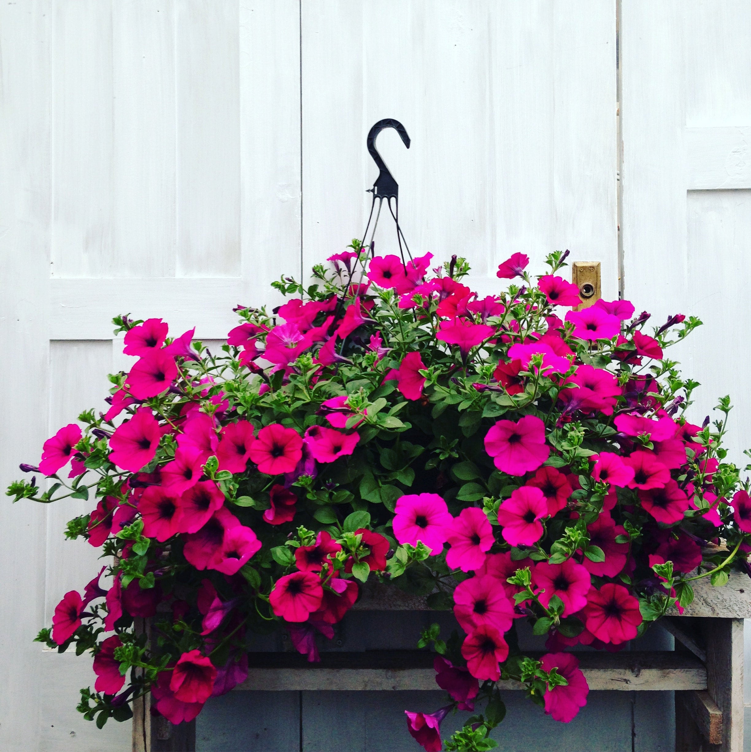 Klaus' - Misty Lilac Wave Petunia Hanging Basket, Klaus' wi…